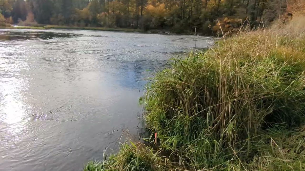 Fall chinook salmon spawning in the main stem of the Klamath down in the canyon by Frain ranch.
