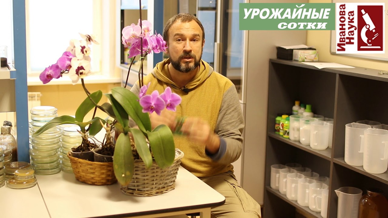 Главное ПРАВИЛО ухода за фаленопсисом.  Как не погубить микоризу?