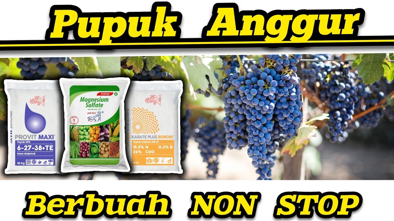 ✅ Racikan Maut‼️Pupuk Untuk Anggur Hibrida Impor 💥 Cuma Modal 4 Jenis Pupuk‼️Panen Tanpa Henti 🍇🍇