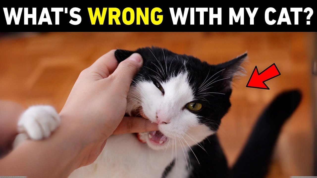 Why is My CAT Being Aggressive All of a Sudden? (11 Shocking Reasons)