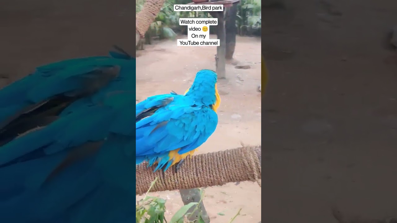Bird park, Chandigarh. Watch my complete video of bird park on YouTube channel 😊.
