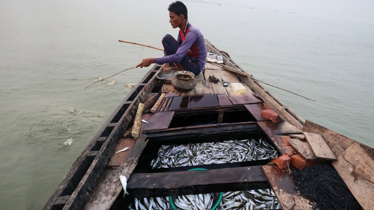 পদ্মায় বড়শি দিয়ে ঘাউড়া মাছ ধরার জাদুকরী টোপ ও চার | Padma River Fishing