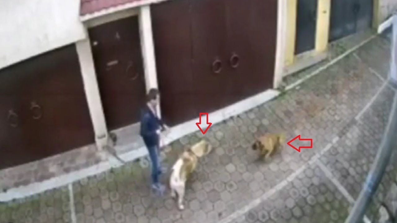 Питбуль нападает на акиту и платит за это!!!