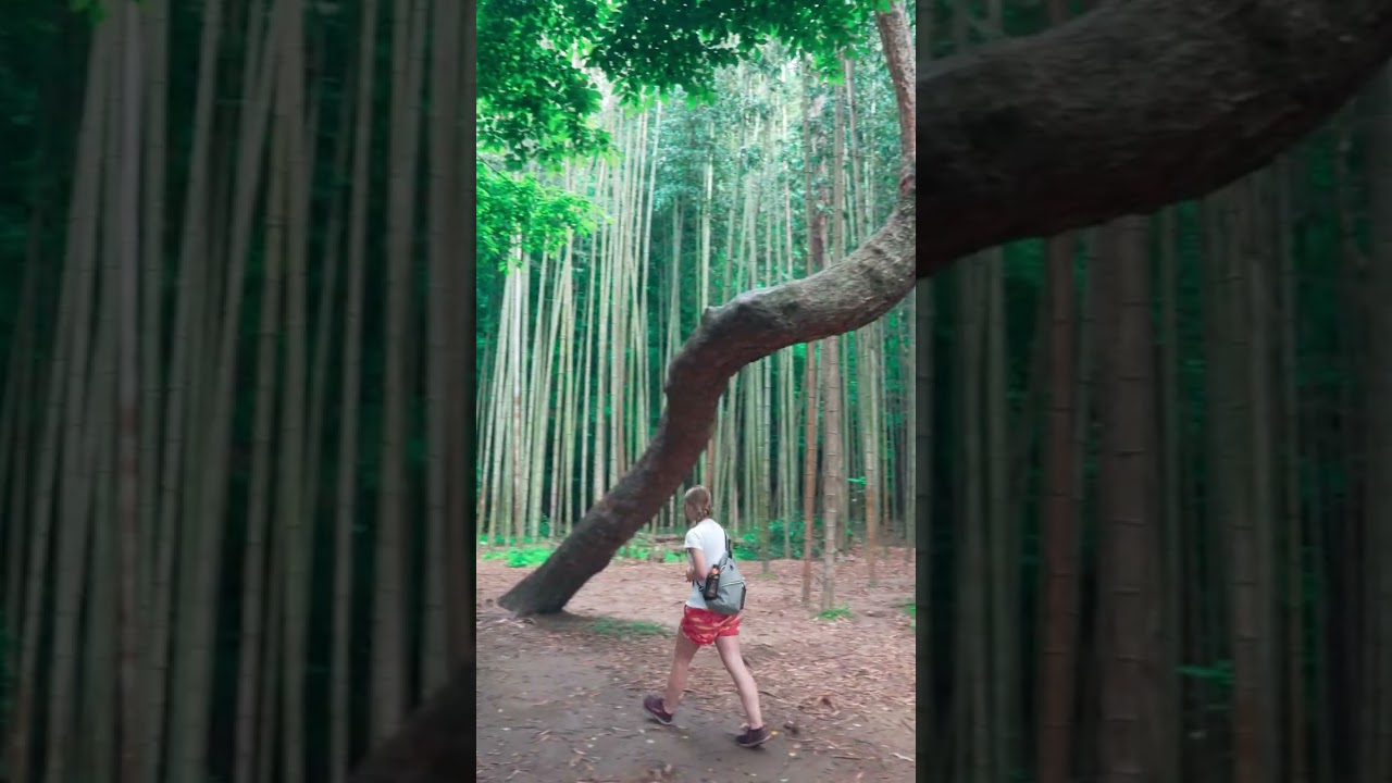 Unbelievable! The Stunning Bamboo Forest Hidden In Atlanta
