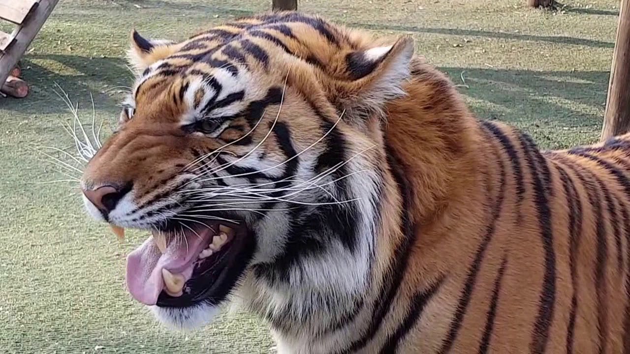Diego the tiger wanna play on a sunny day!