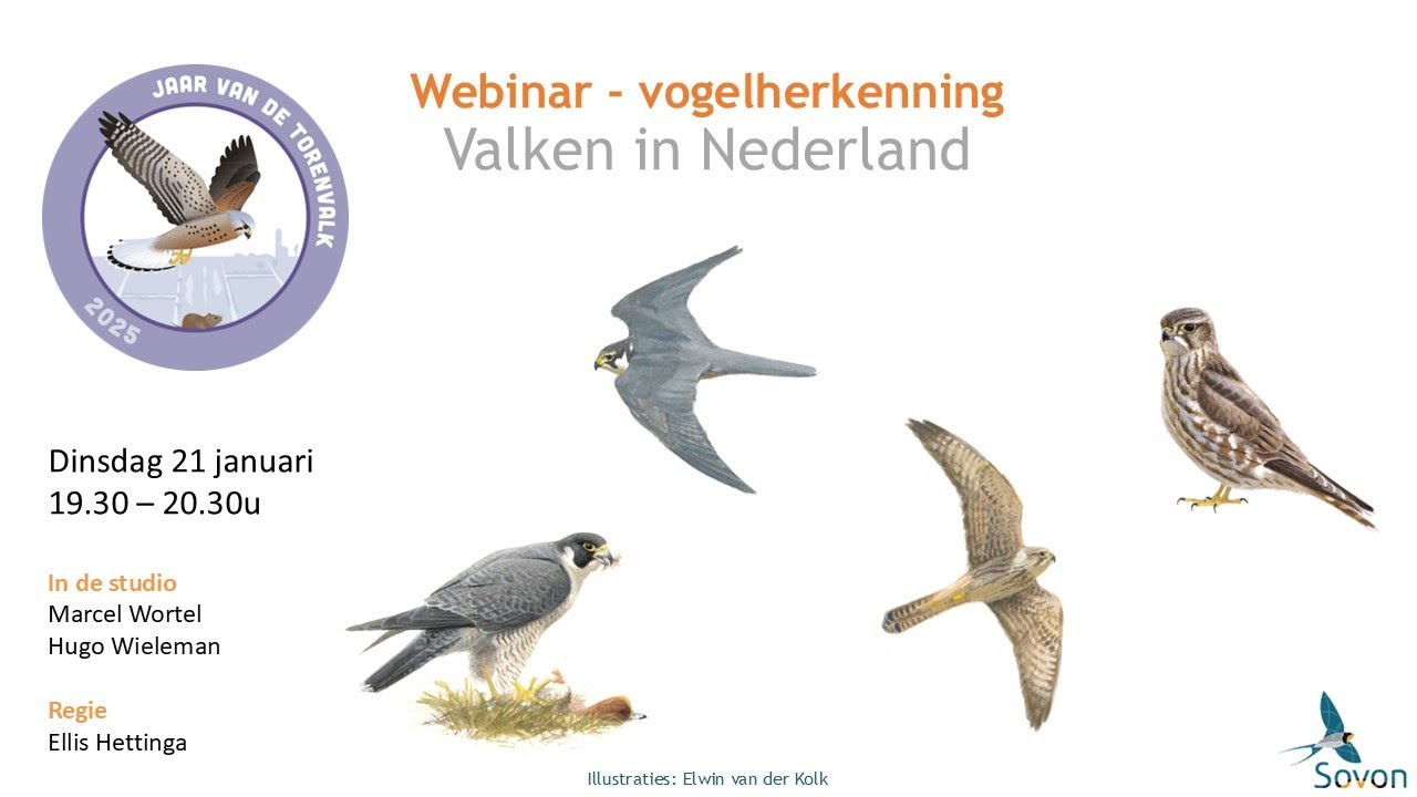 Webinar valkenherkenning en het Jaar van de Torenvalk