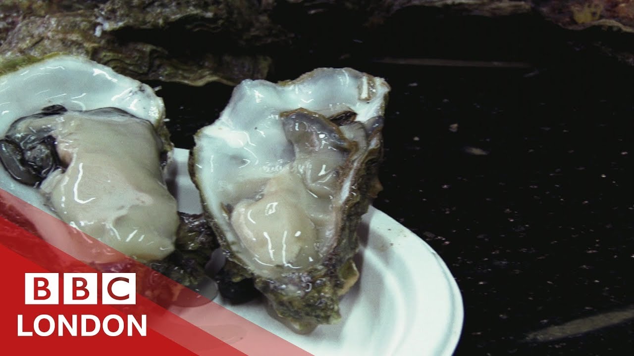 Reviving London's oyster population - BBC London