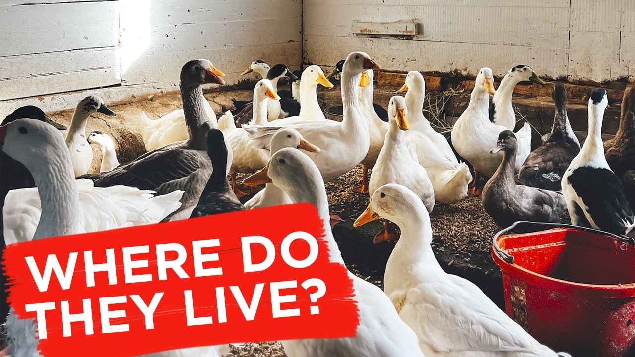 Tour My Barn Coop!