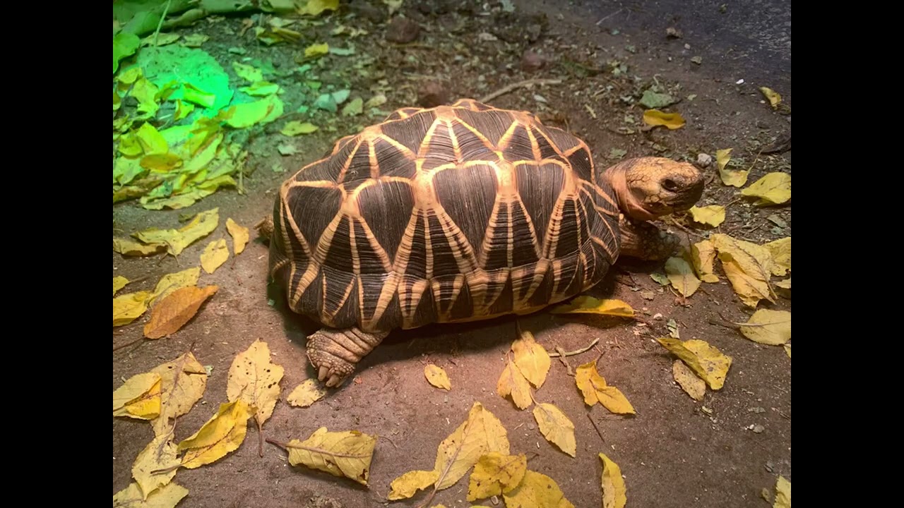 Foder til europæiske landskildpadder,
