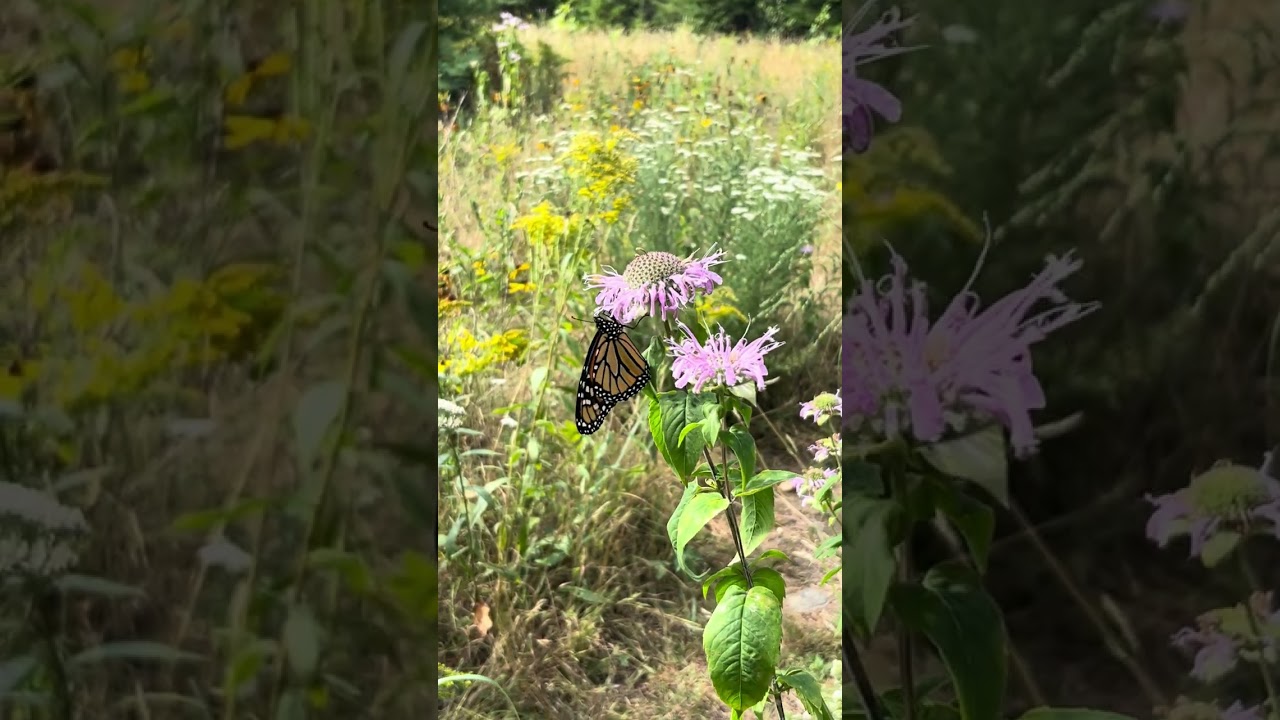 Summer meadow tour - Haliburton Micromeadows Native Plant Nursery