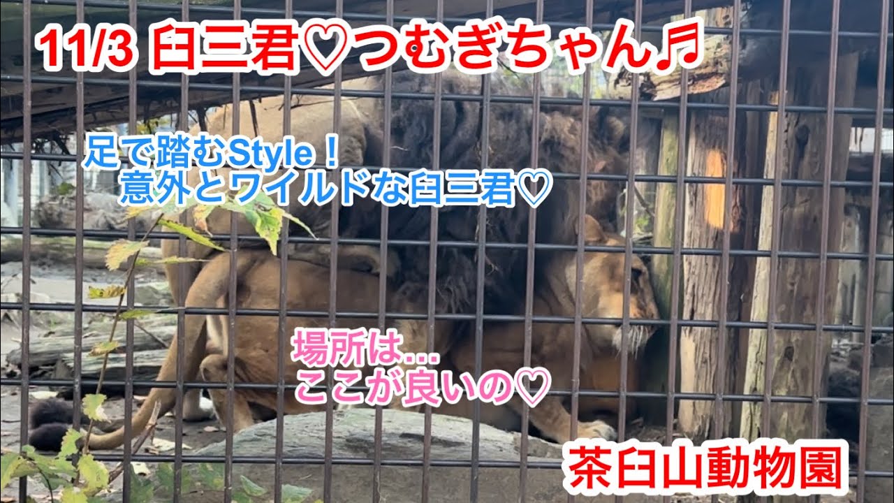 11/3 臼三君♡つむぎちゃん❤️愛の絆❤️