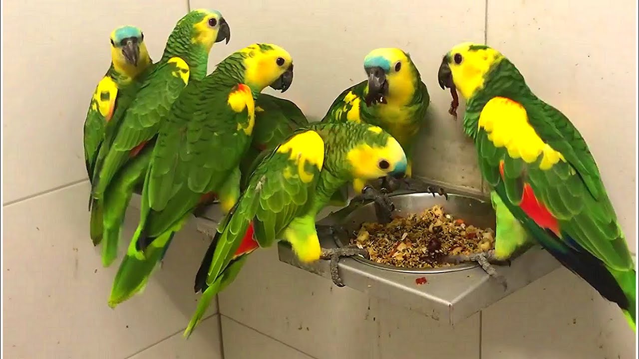 Amazon Parrots Enjoying Their Meal #cute #beautiful #viral #parrot