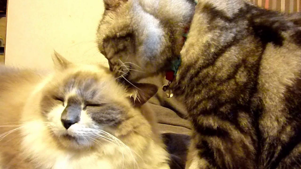 久々の猫グルーミング　気持ちいいにゃー　＝long cat's grooming＝