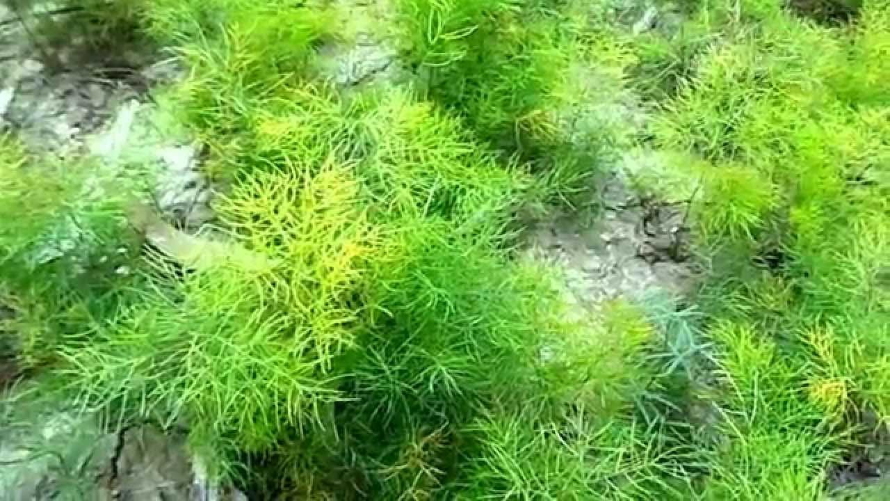 शतावरी की खेती की विस्तृत जानकारी | Shatavari Cultivation Guide