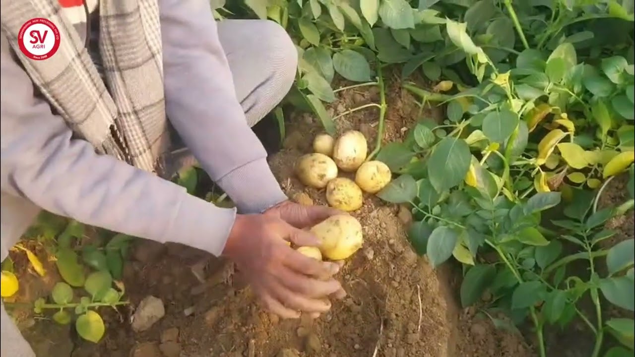 Khyati Potato Variety | 76 Days | Sambhal, UP / ख्याति आलू किस्म | 76 दिन | संभल, उत्तर प्रदेश