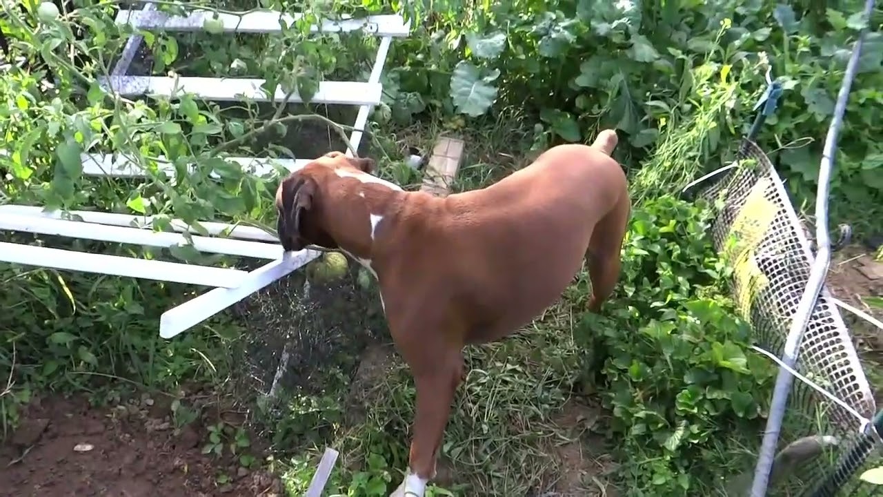 Elsie the boxer dog garden adventure searching for tomatoes #boxerdog #dogsplaying #happydog