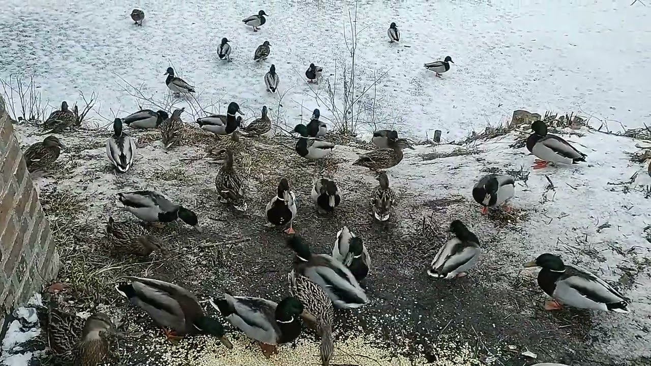 Stado kaczek krzyżówek przyszło zjeść płatki owsiane 🦆🦆/ Flock of mallards came to eat oat flakes 