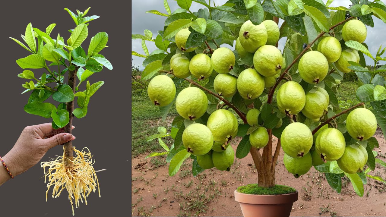 How To Propagate Guava Tree From Cutting Faster With Papaya And Coca Cola,growing guava tree