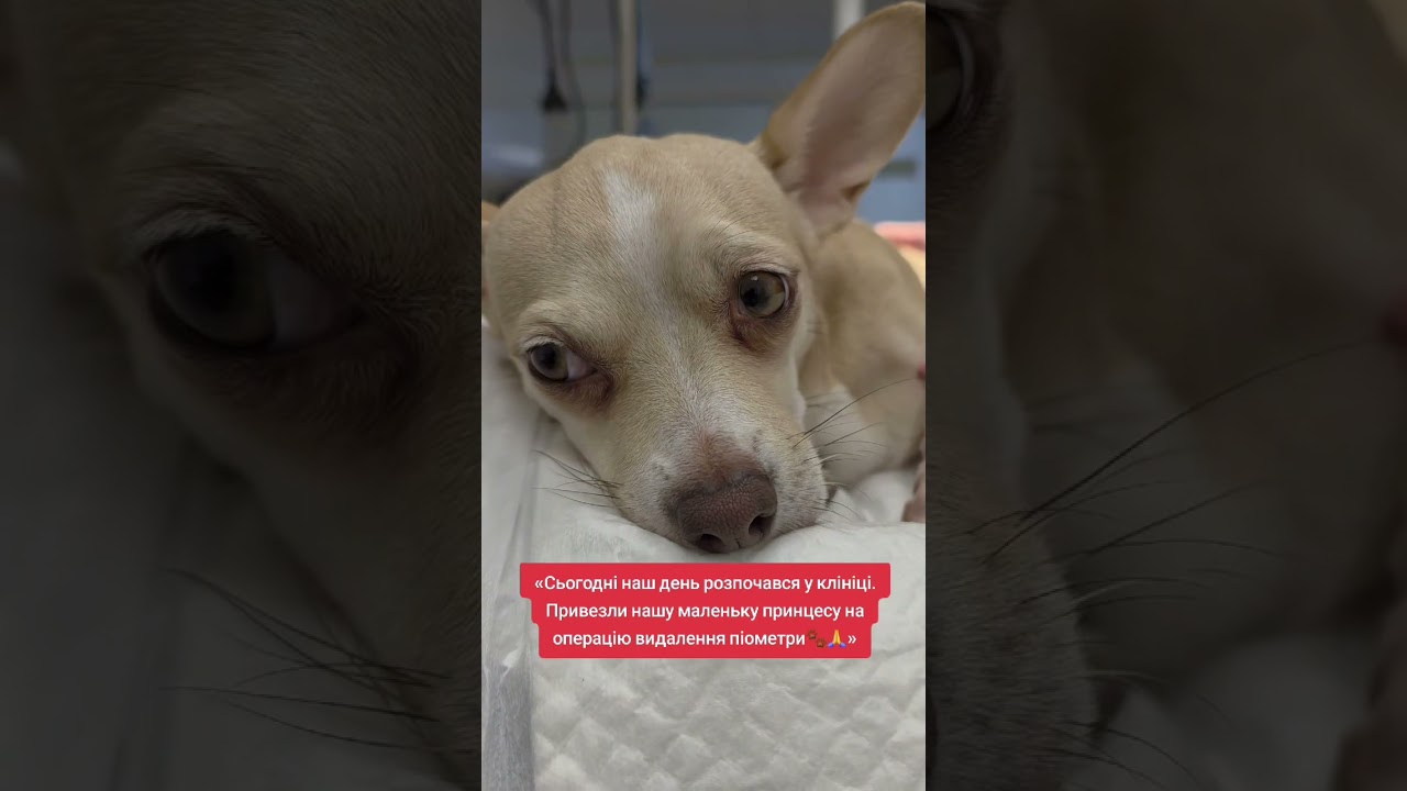 &laquo;Перемогли піометру. Попереду &mdash; одужання 🐾&raquo; #ветеринародеса #ветеринарукраїна #vet