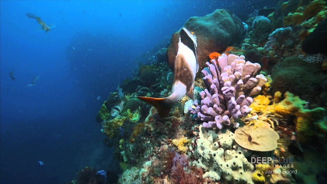 Scuba Diving the RIP. Port Phillip Heads. www.streamlinemedia.com.au