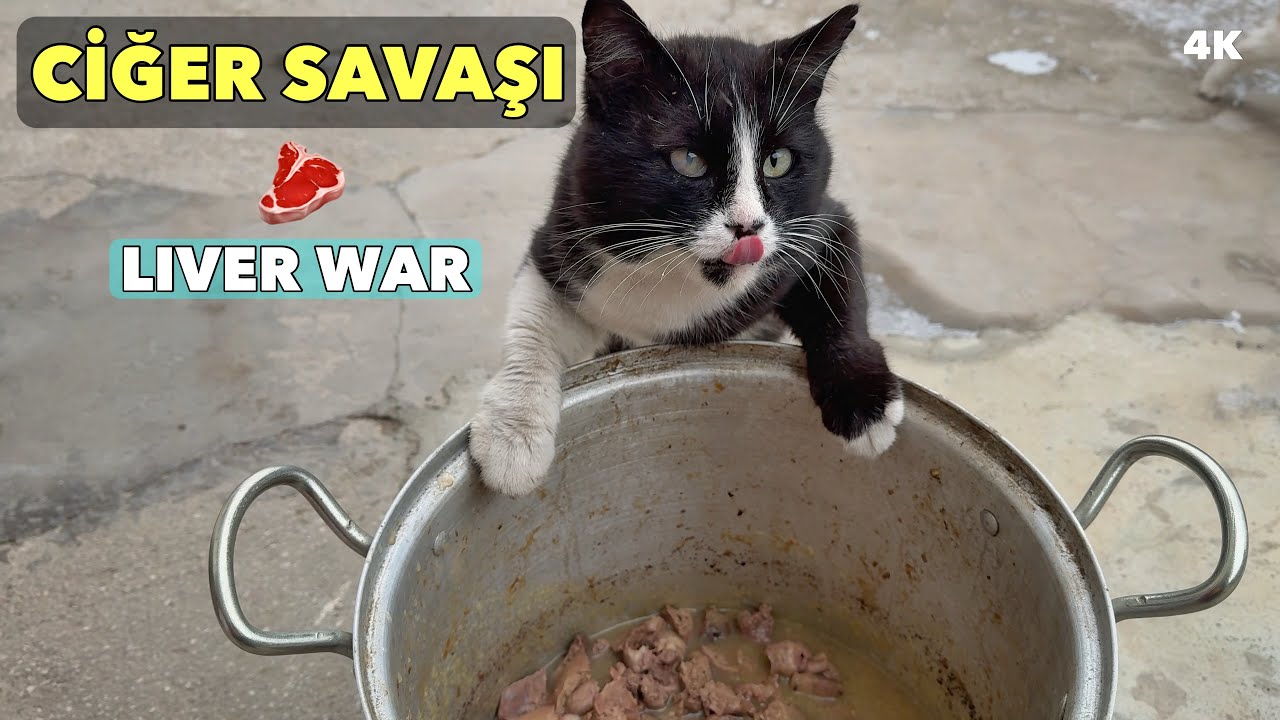 Ciğer Şöleninde İnanılmaz Anlar! 🐈 Incredible Moments at the Liver Feast!