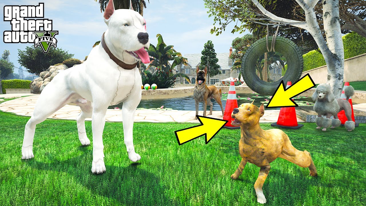 BEYAZ PİTBULL JACK ÜVEY OĞLU BOĞA'YA DÖVÜŞ EĞİTİMİ VERİYOR! - GTA 5