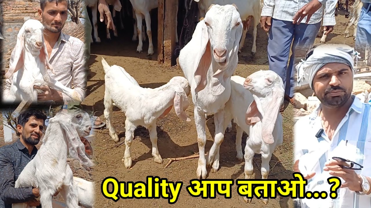 8905830407 Quality आप बताओ....? #बकरी #india #goat #sojatgoat #goatfarm #goatfarmingindia #gpgoat
