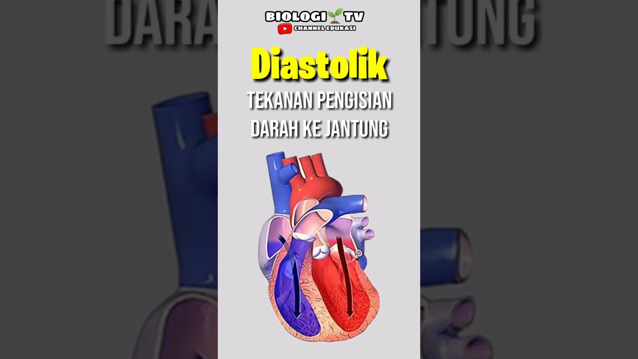 tekanan diastolik #biologi #utbk #ipa