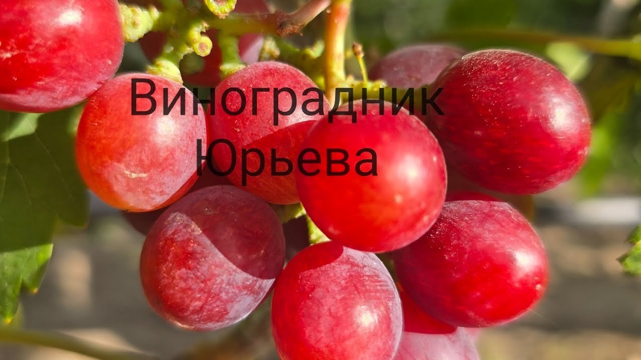 Обзор новинок кишмишей .ARRA ARD 35,Пандора,Мелони,Алмаз и др.новинки этого года