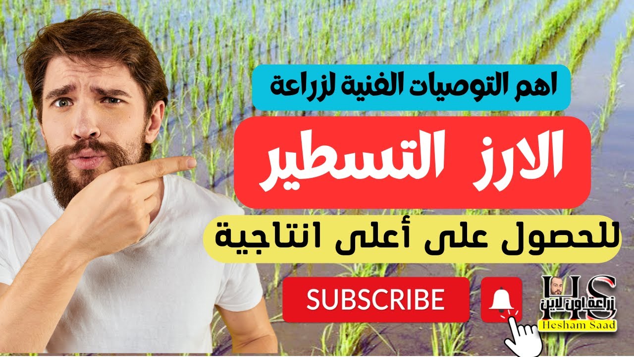 زراعة الارزتسطير/جاف/عفير/واهم التوصيات الفنية للحصول على اعلى انتاجية من الفدان