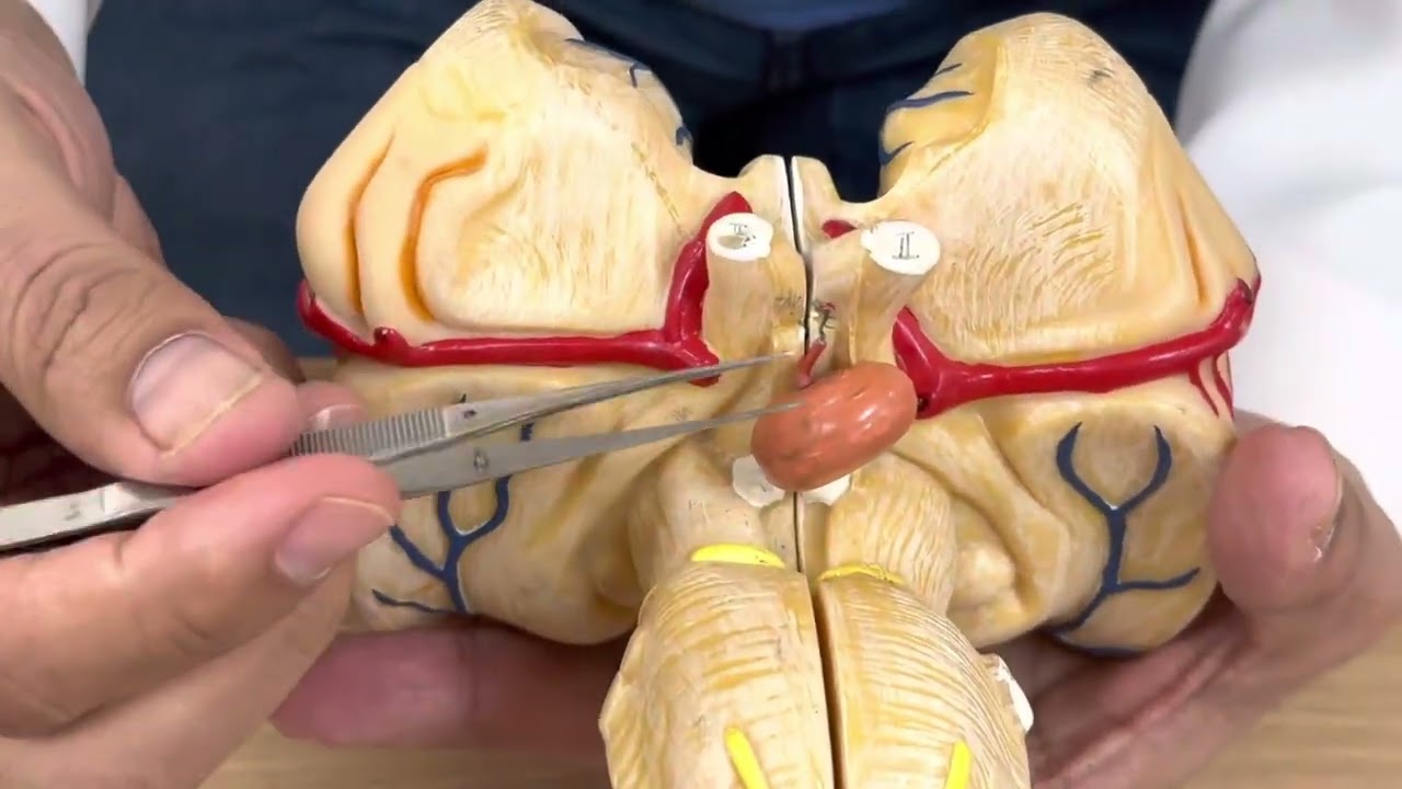 Base of brain & diencephalon (practical3)