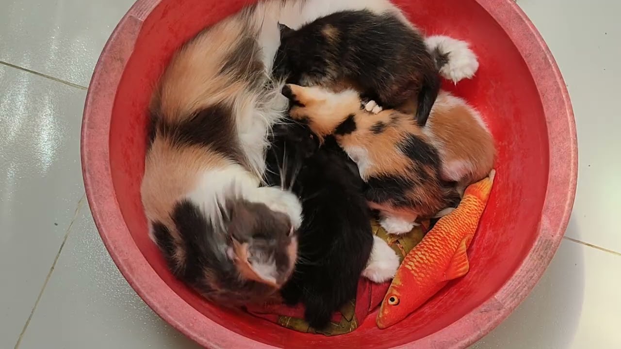 Cute mom love 💗💗