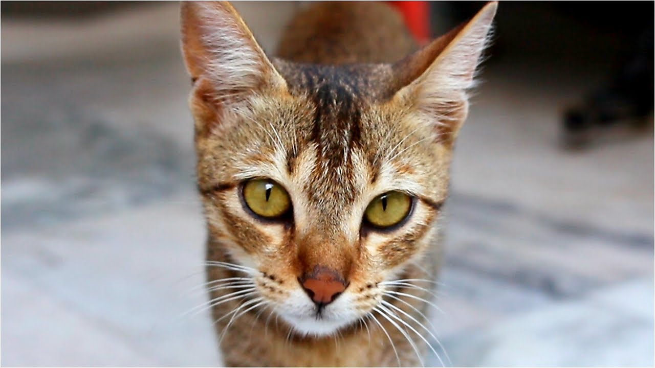 The Street Cat that comes to my home every day - Indian Street Cat
