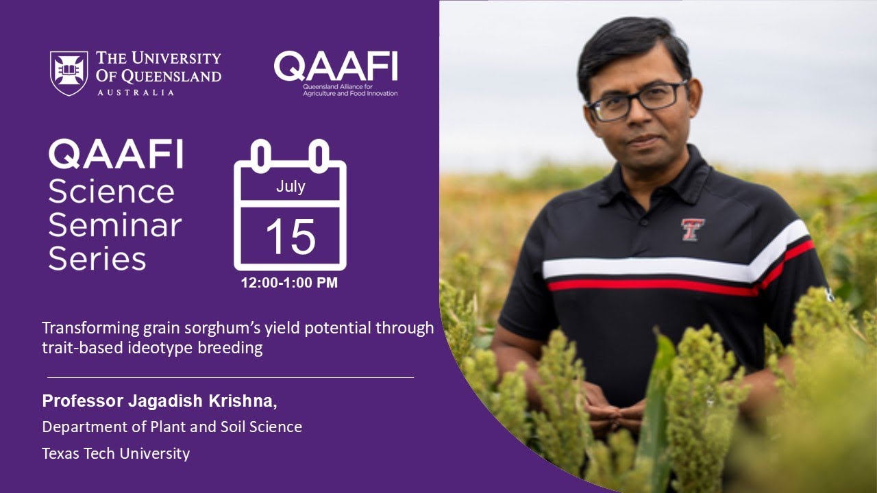 Transforming grain sorghum’s yield potential through trait-based ideotype breeding