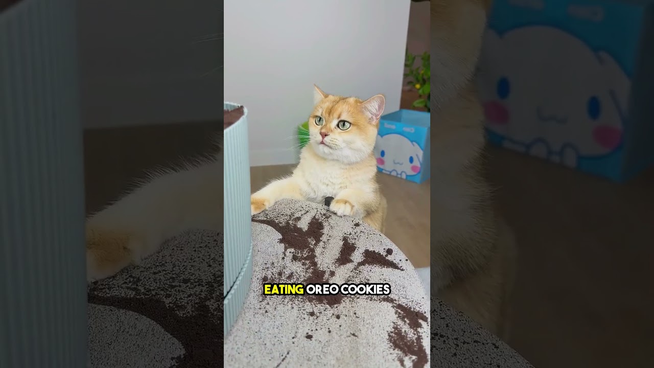 Злой кот