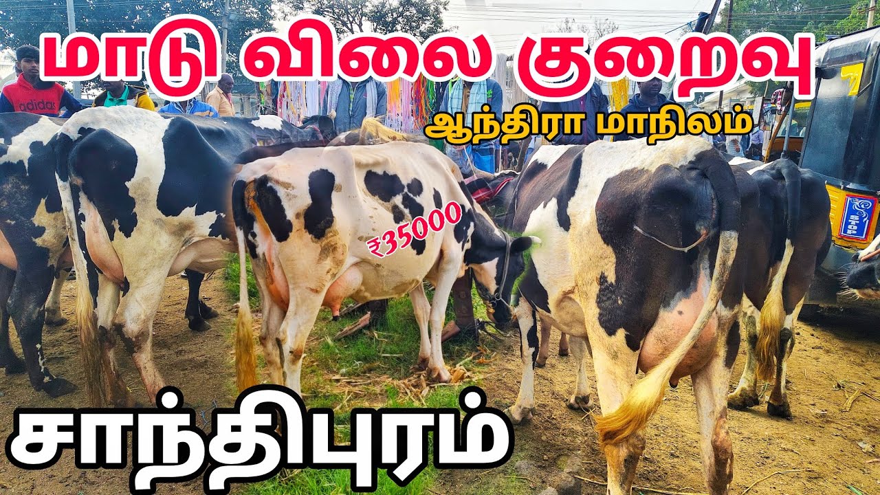 மாடு விலை குறைவு 😊 12 லிட்டர் HF cow 35000 ஆந்திரா மாநிலம் சாந்திபுரம் சந்தை