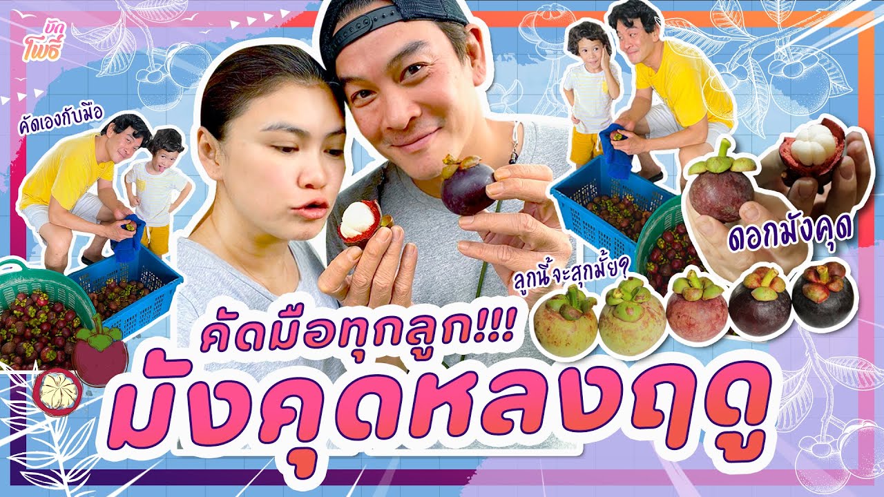 มังคุดหลงฤดู ล๊อตสุดท้าย! I คริตอินสวน