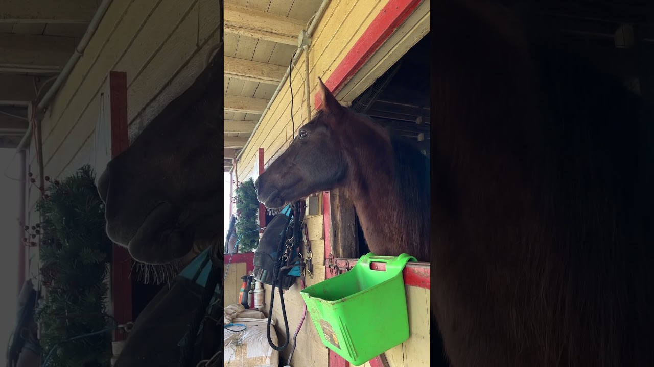 Horse Mom Calling for Her Companion #animals #horses #shorts