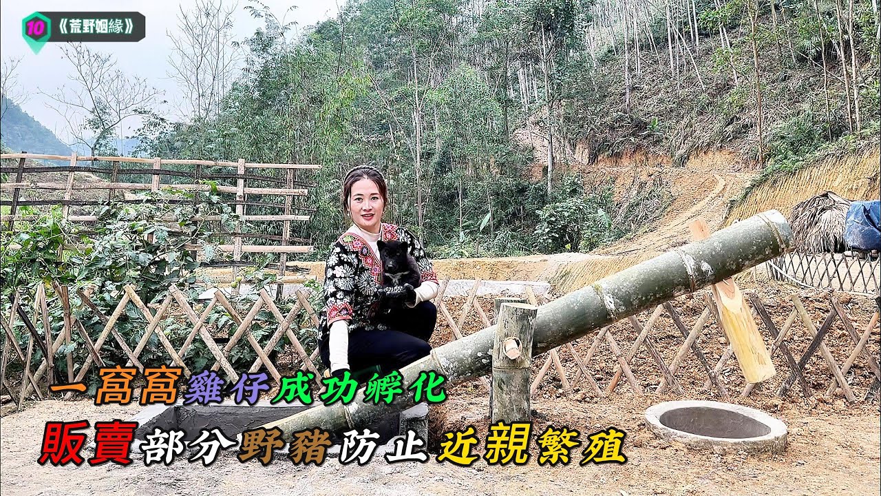 販賣部分野豬防止近親繁殖，一窩窩雞仔成功孵化《荒野姻緣》10