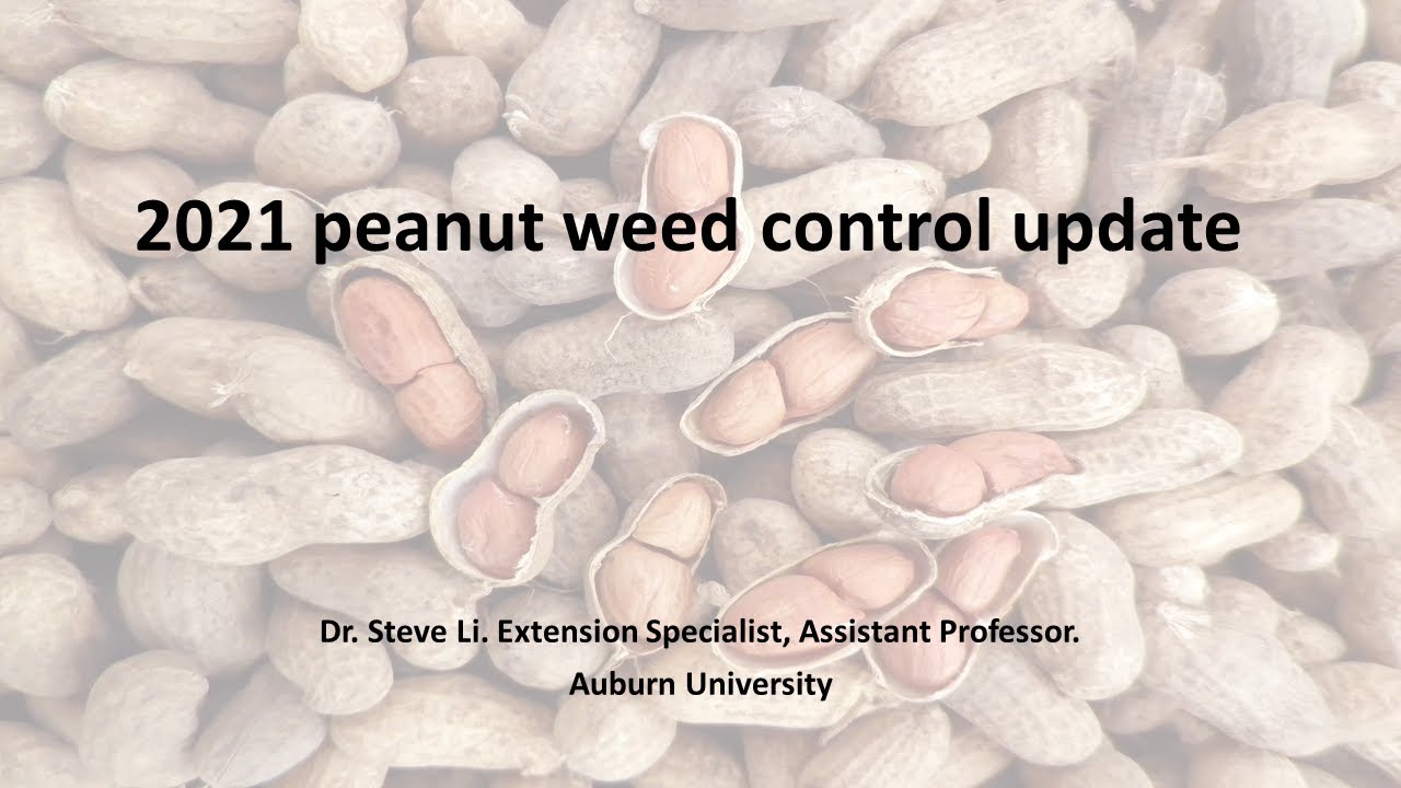 Peanut Weed Control with Dr. Steve Li