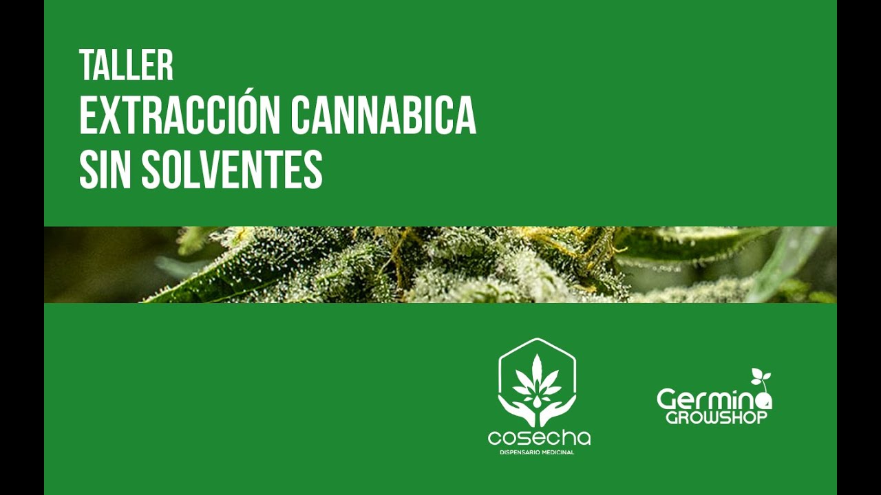 Taller Extracci&oacute;n Cannabica Sin Solventes rosin .
