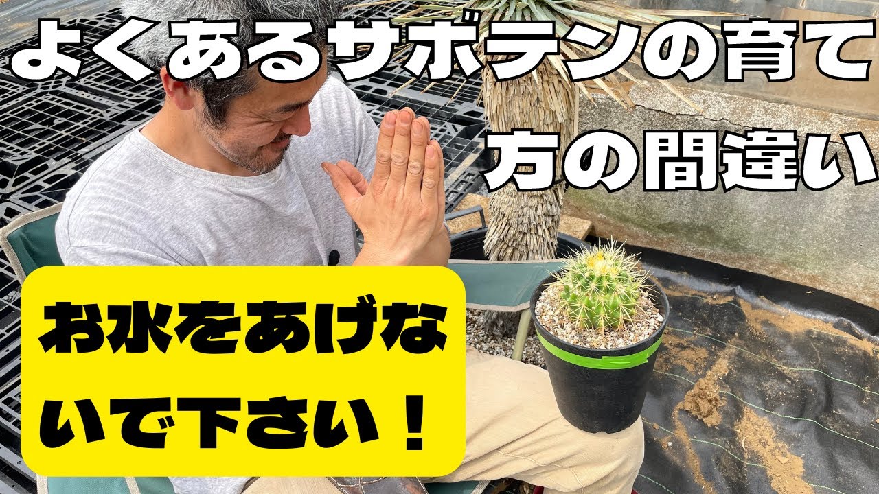 【意外】サボテンの育て方のよくある失敗例「1年実験開始」