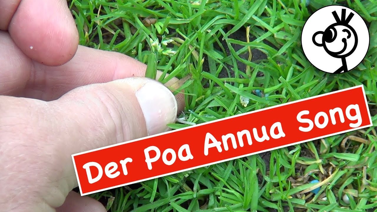 Poa Annua - Unkraut im Rasen