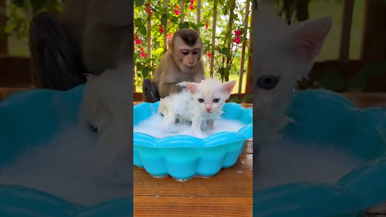 Cutest Babysitter Ever! Monkey Gives Tiny Kitten a Bubble Bath ❤️  