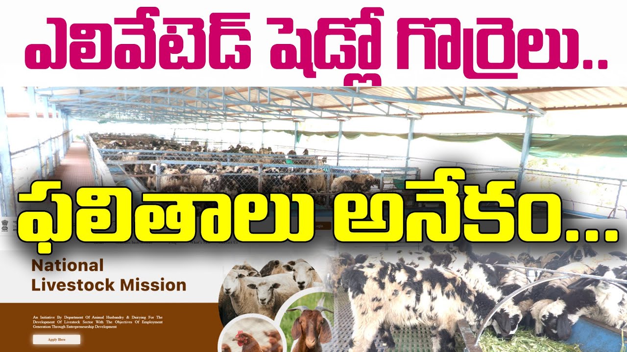 గొర్రెలు రోగాల భారిన పడకుండా ఉండటానికి, కూలీల ఖర్చులు తగ్గించడానికి ఎలివేటెడ్ షెడ్ సరైన దారి..