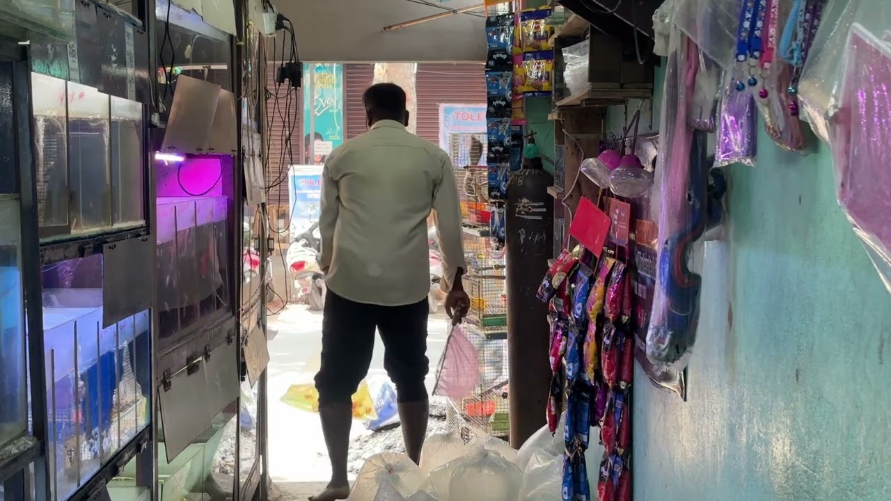 best Fish shop in pondicherry❤️&zwj;🔥Cheap and Best Place to Buy Aquarium Fishes and Accessories #pmaqua