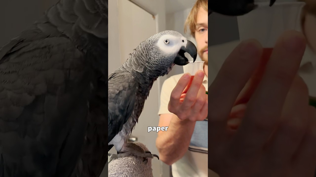Инспектор по материалам 🧐