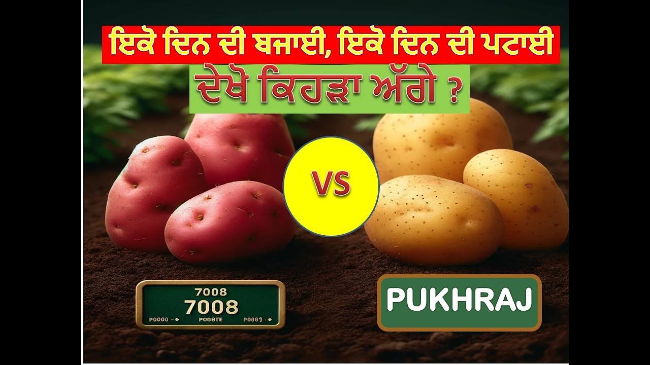 Which variety of potato is better – 7008 or Pukhraj? || ਕਿਹੜੀ ਕਿਸਮ ਵਧੀਆ ਹੈ ਆਲੂ ਦੀ –7008 ਜਾਂ ਪੁਖਰਾਜ ?