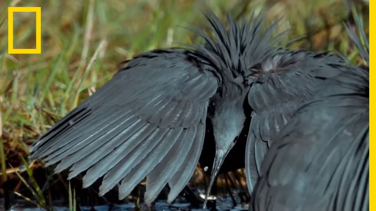 Ces oiseaux imitent le nénuphar pour piéger des poissons