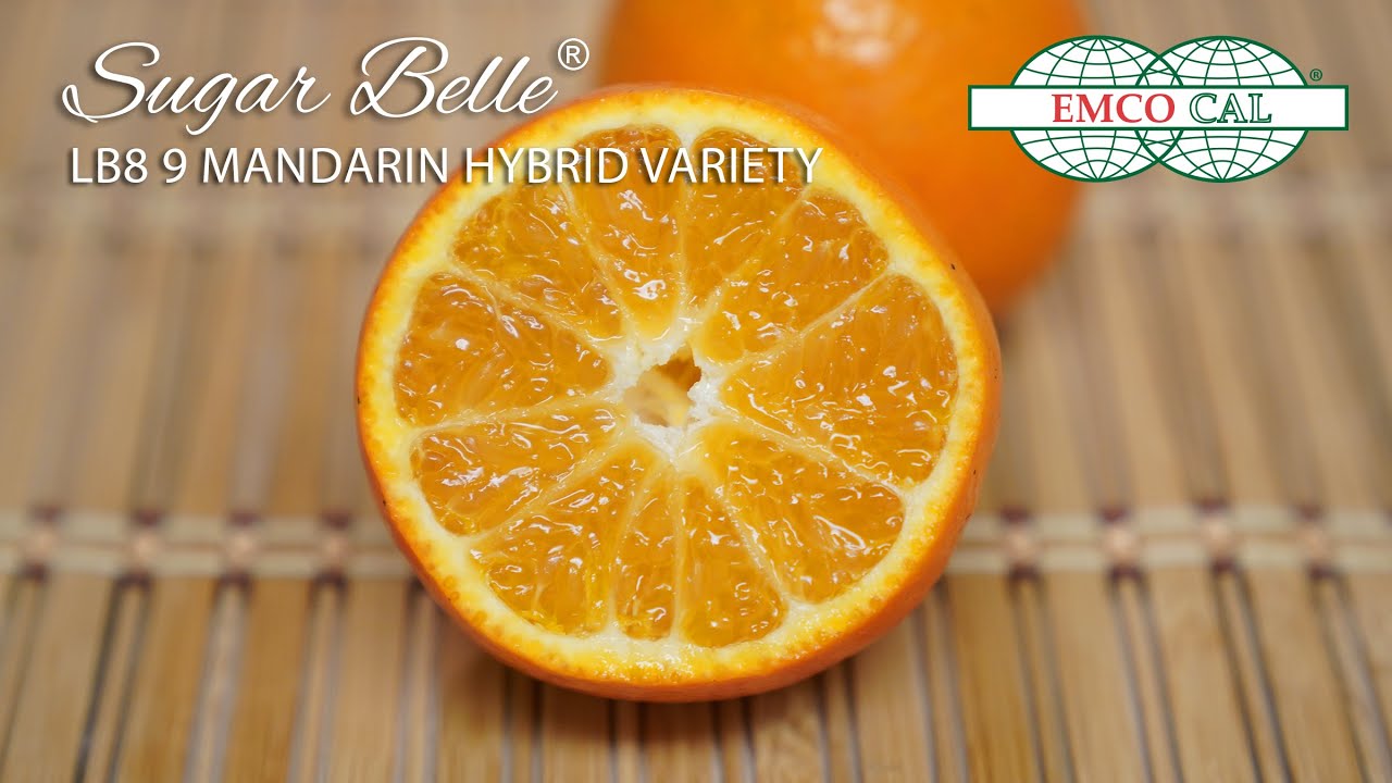 EMCO CAL - Sugar Belle&reg; Mandarin Hybrid Variety - English Subtitle